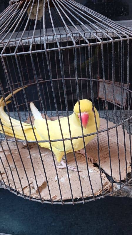 yellow ringneck hand tame male for sale available in faisalabad 2