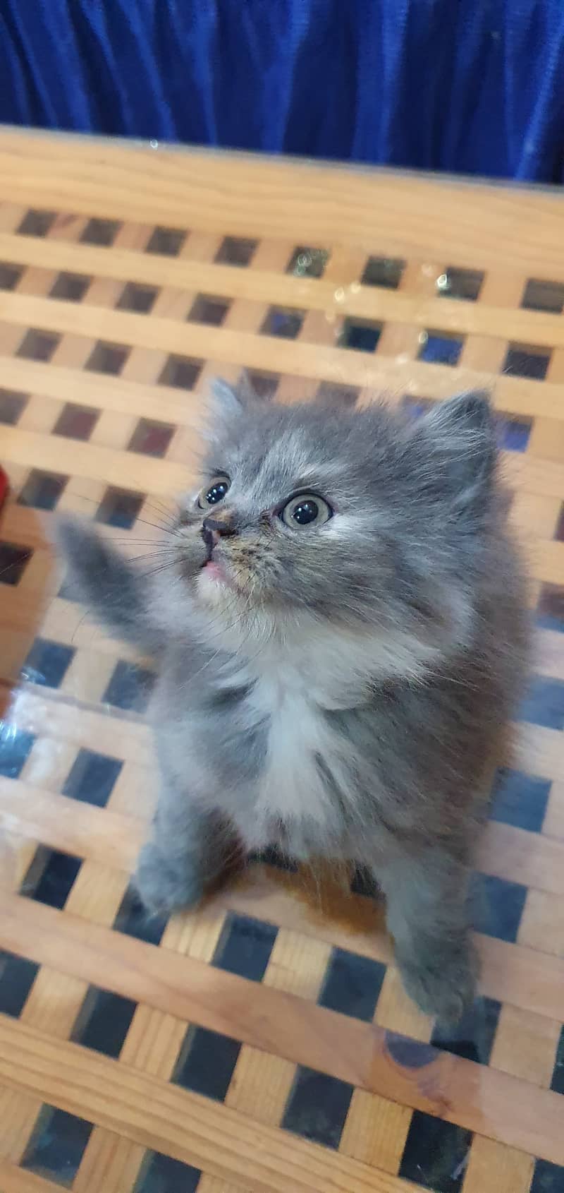 Cute Persian Kittens For Sale 0