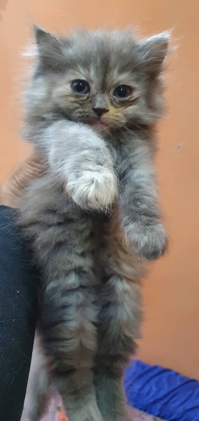 Cute Persian Kittens For Sale 1