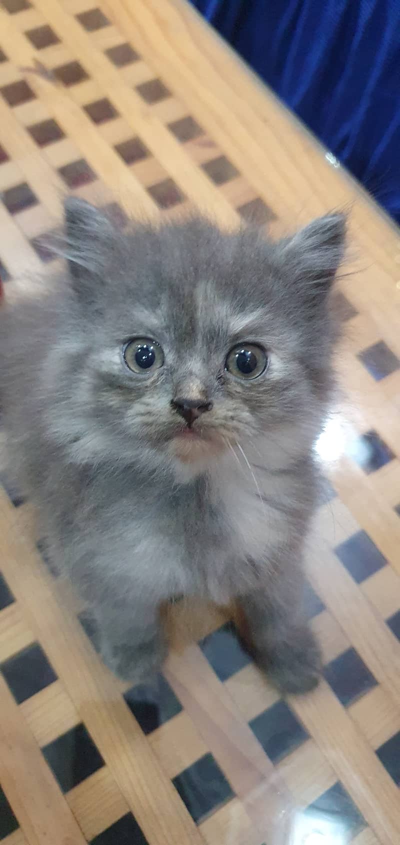 Cute Persian Kittens For Sale 2