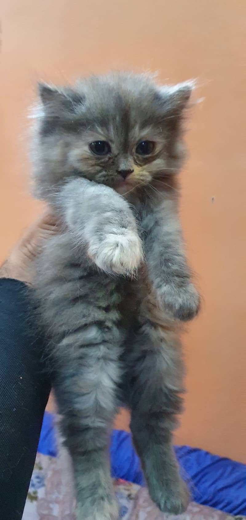 Cute Persian Kittens For Sale 3