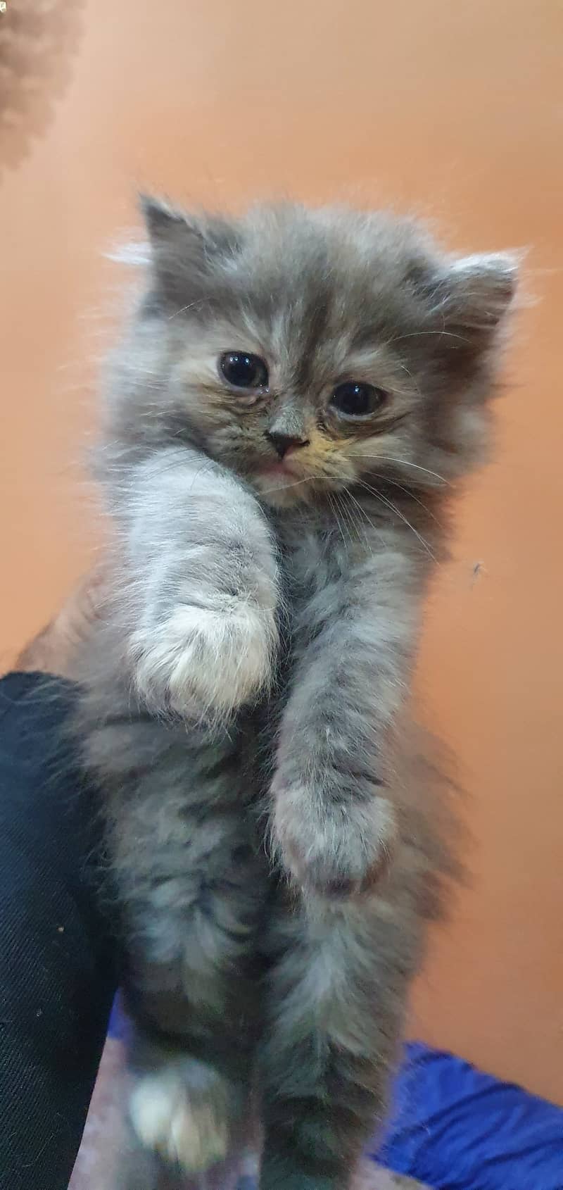 Cute Persian Kittens For Sale 4