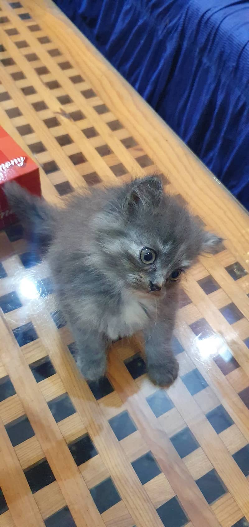 Cute Persian Kittens For Sale 5