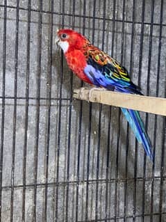 Red Rosella pair