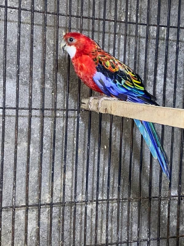 Red Rosella pair 0