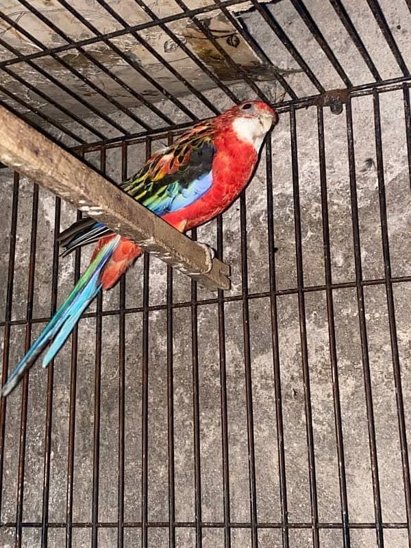 Red Rosella pair 1