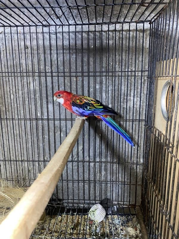 Red Rosella pair 2