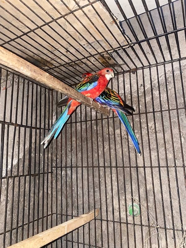 Red Rosella pair 3