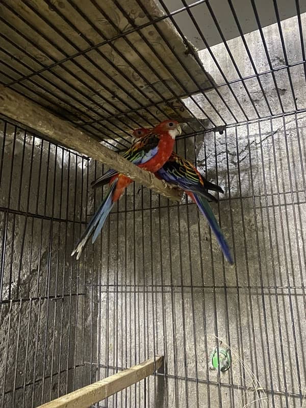 Red Rosella pair 4