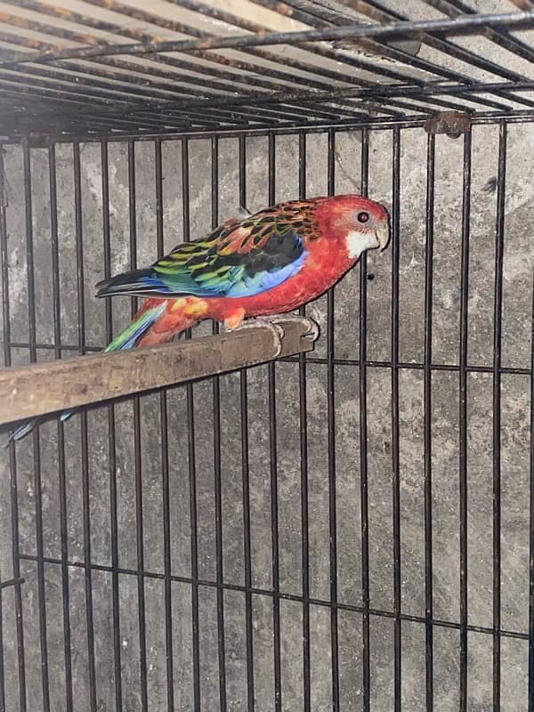 Red Rosella pair 5