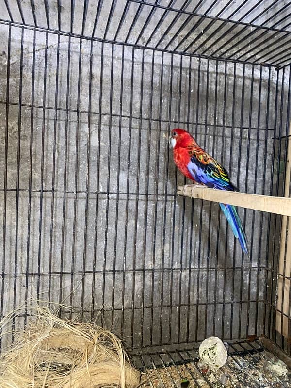 Red Rosella pair 6