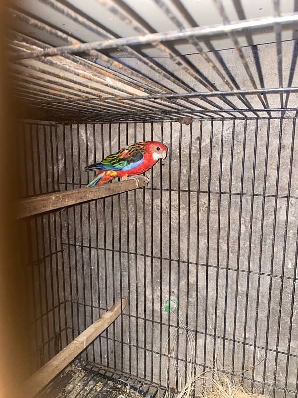 Red Rosella pair 7