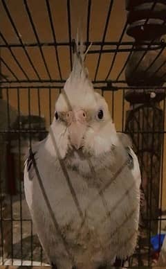 MALE BEAUTIFUL COCKATIEL WITH CAGE