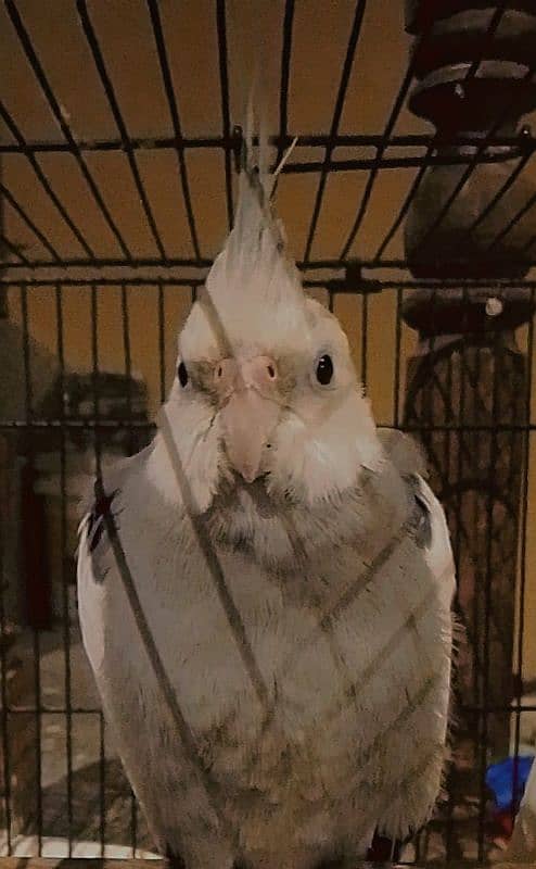 MALE BEAUTIFUL COCKATIEL WITH CAGE 0