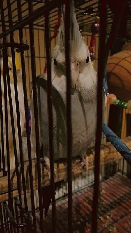 MALE BEAUTIFUL COCKATIEL WITH CAGE 1