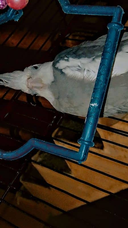 MALE BEAUTIFUL COCKATIEL WITH CAGE 2