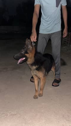 Purebred Double Coat German Shepherd – Companion for Sale