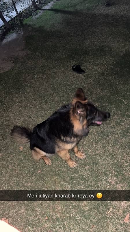 Purebred Double Coat German Shepherd – Companion for Sale 1