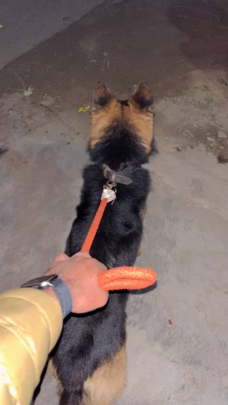 Purebred Double Coat German Shepherd – Companion for Sale 3