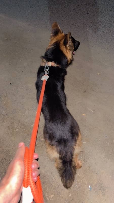 Purebred Double Coat German Shepherd – Companion for Sale 4