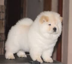 chow chow puppies 03361777030