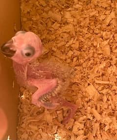 High red Factor sunconure chick