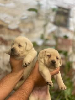 Labrador puppies available