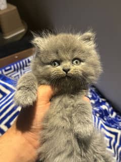 Persian kittens triple coat