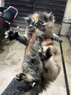 persian kitten