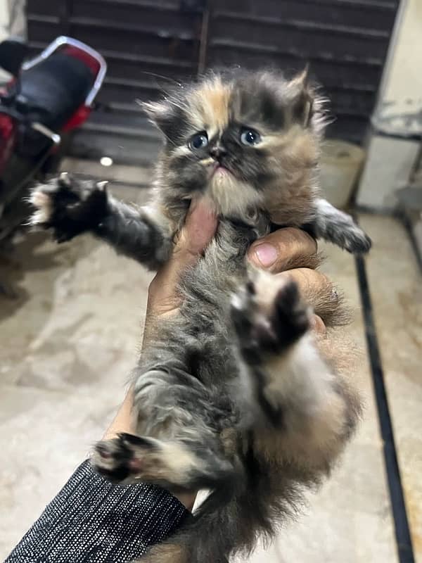 persian kitten 0