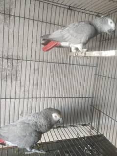 African grey breeder and talking pair