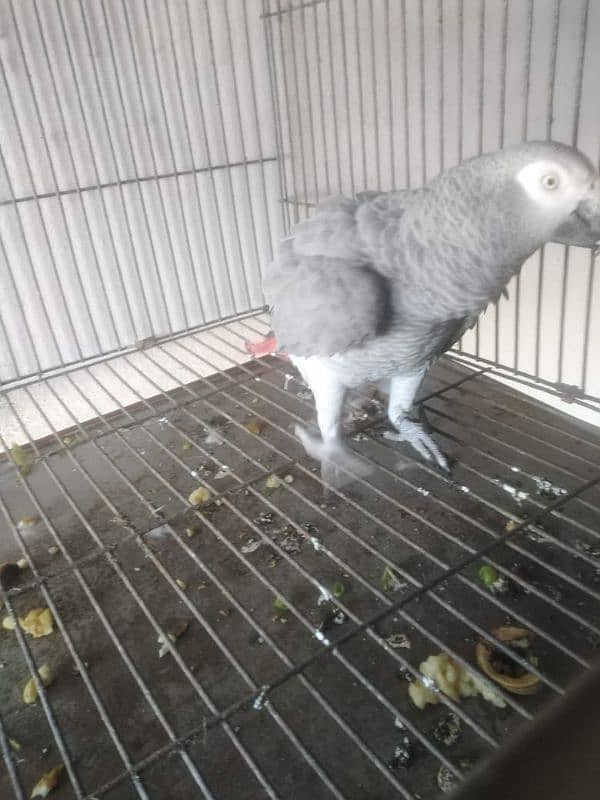 African grey breeder and talking pair 1