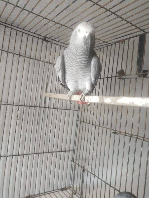 African grey breeder and talking pair 2