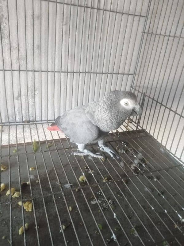 African grey breeder and talking pair 3