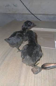 Ayam Cemani Grey tongue Chicks Available for sale