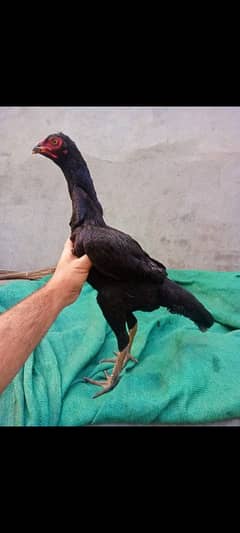 black king shamoo madi/ /pure aseel shamoo hen/high quality