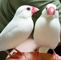 white java pair