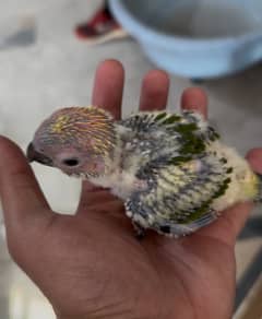 Sun Conure Red Factor Chick