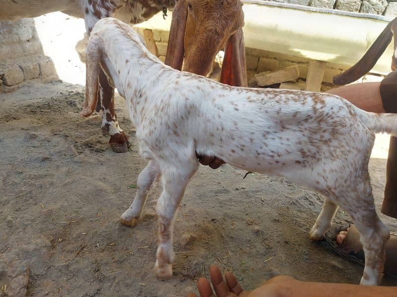 Bakri for sale 3