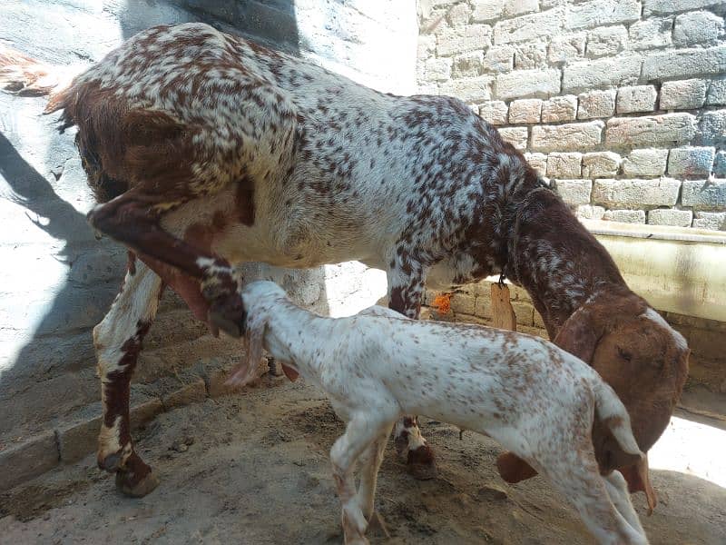 Bakri for sale 4