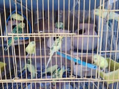 High quality parrots for sale