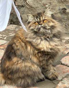 Persian Female Kitten (extreme punch face from peke peke parents)