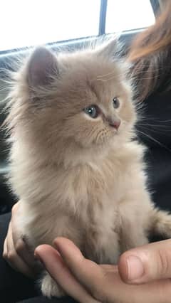 RAGDOLL HIMALYAN ginger white brown punch KITTENS (CASH ON DELIVERY)