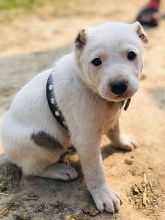 white alabia puppy for sale