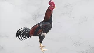 Aseel Bengum Rooster and Aseel Mianwali Hen for sale