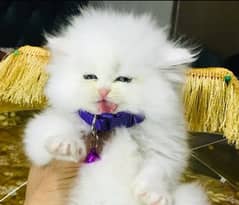 High Quality Persian Kittens/Cat triple coat punch face