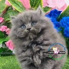 Persian Kitten snow white triple coated Punch face cat