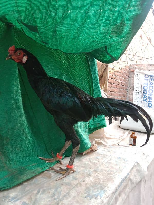 thai burmi male one year age super Quality bird 1