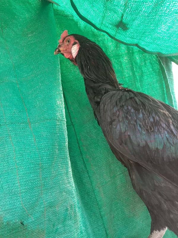 thai burmi male one year age super Quality bird 2