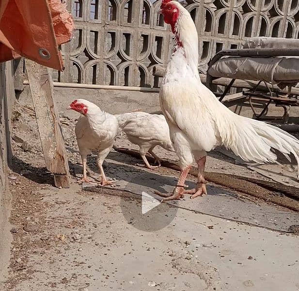 heera aseel chicks 3